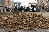 Pila di patate scaricata davanti agli agenti di polizia dagli agricoltori durante una protesta vicino alla sede del Consiglio europeo a Bruxelles, 26 marzo 2024