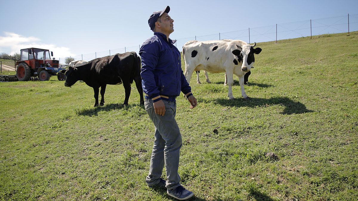 Ένας ντόπιος αγρότης περπατά δίπλα στις αγελάδες του στη Luncavita της Ρουμανίας, 2019.