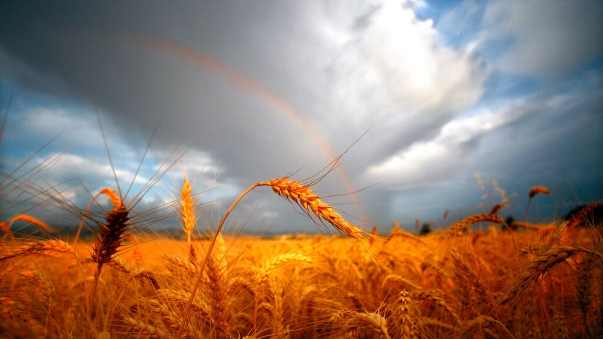 Climate change could drive up food inflation by as much as 3.2%, study says thumbnail