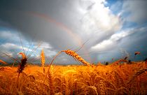 n this Monday, July 16, 2012 photo, a rainbow shines in the background of a sun-bathed wheat field east of Walla Walla, Wash.