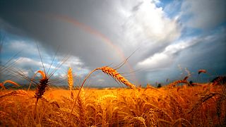 n this Monday, July 16, 2012 photo, a rainbow shines in the background of a sun-bathed wheat field east of Walla Walla, Wash.