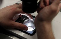 El personal del laboratorio prepara pequeñas placas de Petri, cada una con varios embriones de 1 a 7 días, para extraer células de cada embrión y comprobar su viabilidad en Estados Unidos.