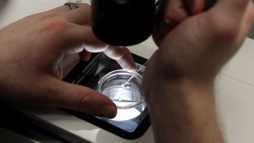 Το προσωπικό του εργαστηρίου προετοιμάζει μικρά τρυβλία Petri, καθένα από τα οποία περιέχει πολλά έμβρυα ηλικίας 1-7 ημερών, ώστε να εξαχθούν κύτταρα από κάθε έμβρυο για να ελεγχθεί η βιωσιμότητά του στις ΗΠΑ.
