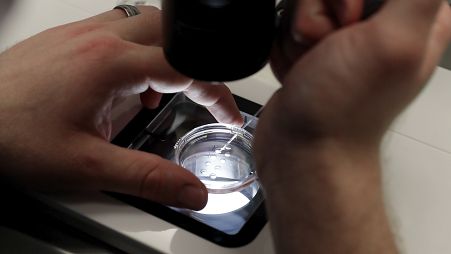 Laboratuvar personeli, ABD'de canlılık testi için her embriyodan alınacak hücreler için her biri 1-7 günlük birkaç embriyo içeren küçük petri kapları hazırlamaktadır.