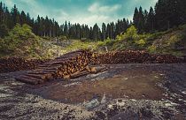 La deforestación es un gran problema mundial, pero ¿es sencilla la solución?