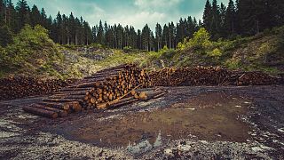 Deforestation is a huge problem globally - but is the solution simple?