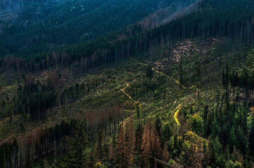 Abgeholzter Wald in Polen