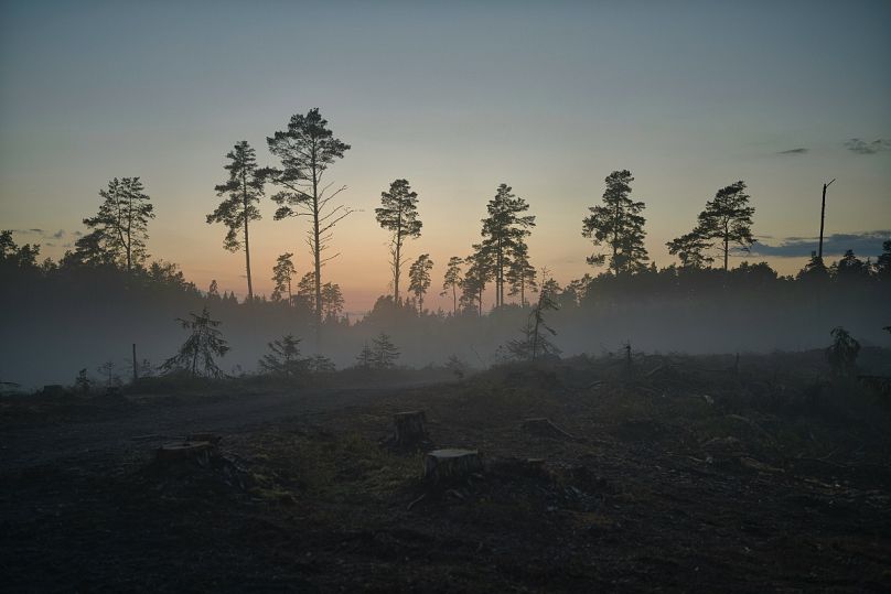 La déforestation en action dans le comté de Harju, Estonie.