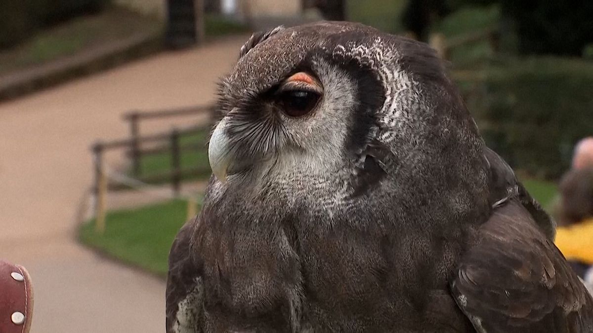 Ernie the Owl flies into retirement after 30-years at Warwick Castle thumbnail