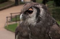Owl flies off into retirement after 3 decades at Warwick Castle