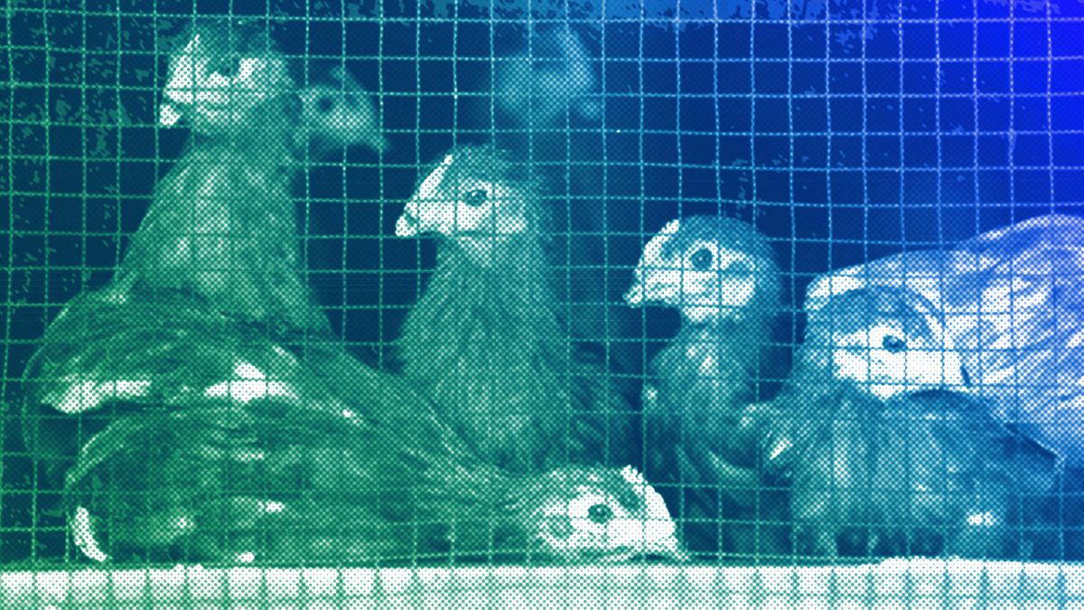 To protect caged animals, we are suing the European Commission thumbnail