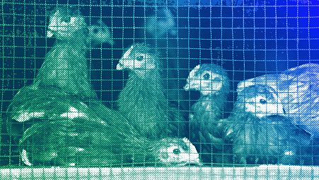 Chicks sit in cages at a chicken farm, illustration