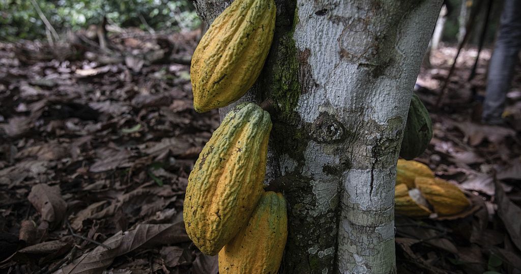 Easter: Cocoa prices hit shoppers with bitter chocolate costs but big brands see profits