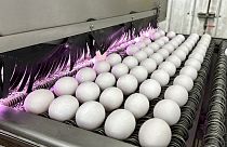 Eggs are cleaned and disinfected at the Sunrise Farms processing plant in Petaluma, Calif., on Thursday, Jan. 11, 2024.