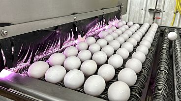 Eggs are cleaned and disinfected at the Sunrise Farms processing plant in Petaluma, Calif., on Thursday, Jan. 11, 2024. Eggs are cleaned and disinfected at the Sunrise Farms processing plant in Petaluma, Calif., on Thursday, Jan. 11, 2024.