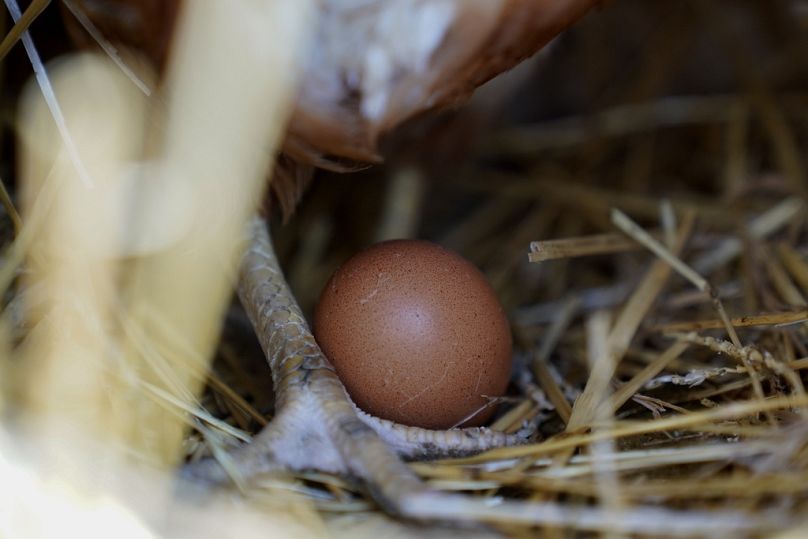 A hen stands next to an egg, Jan. 10, 2023, at a farm in Glenview, Ill.