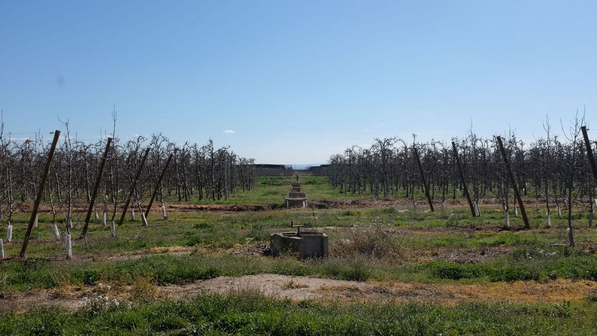 Agriculture vs tourism: How are farmers and hotels coping with the Spanish drought? thumbnail
