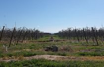 An apple tree farm in Catalonia, Spain. 