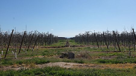 An apple tree farm in Catalonia, Spain. 