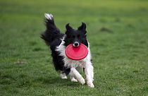Border Collie running round with a frisbee.