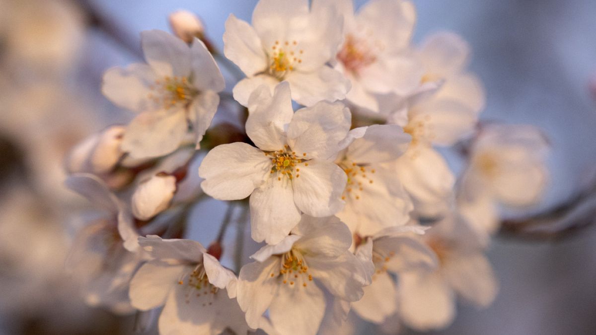 цветение вишни в Германии