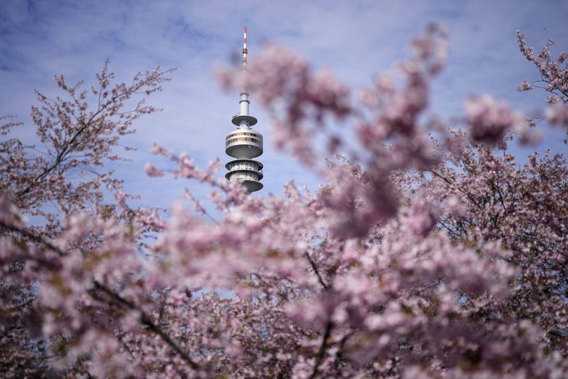 Ανθισμένα άνθη κερασιάς μπροστά από τον πύργο της τηλεόρασης στο Ολυμπιακό πάρκο στο Μόναχο, Γερμανία,