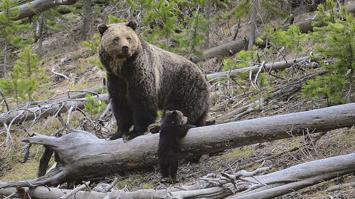 Due orsi nel parco dello Yellostone, negli Stati Uniti 