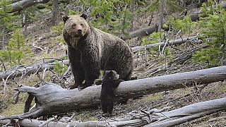 Due orsi nel parco dello Yellostone, negli Stati Uniti 