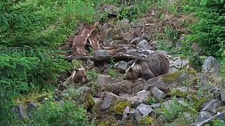 Imagen de un par de osos en un bosque de Eslovaquia.