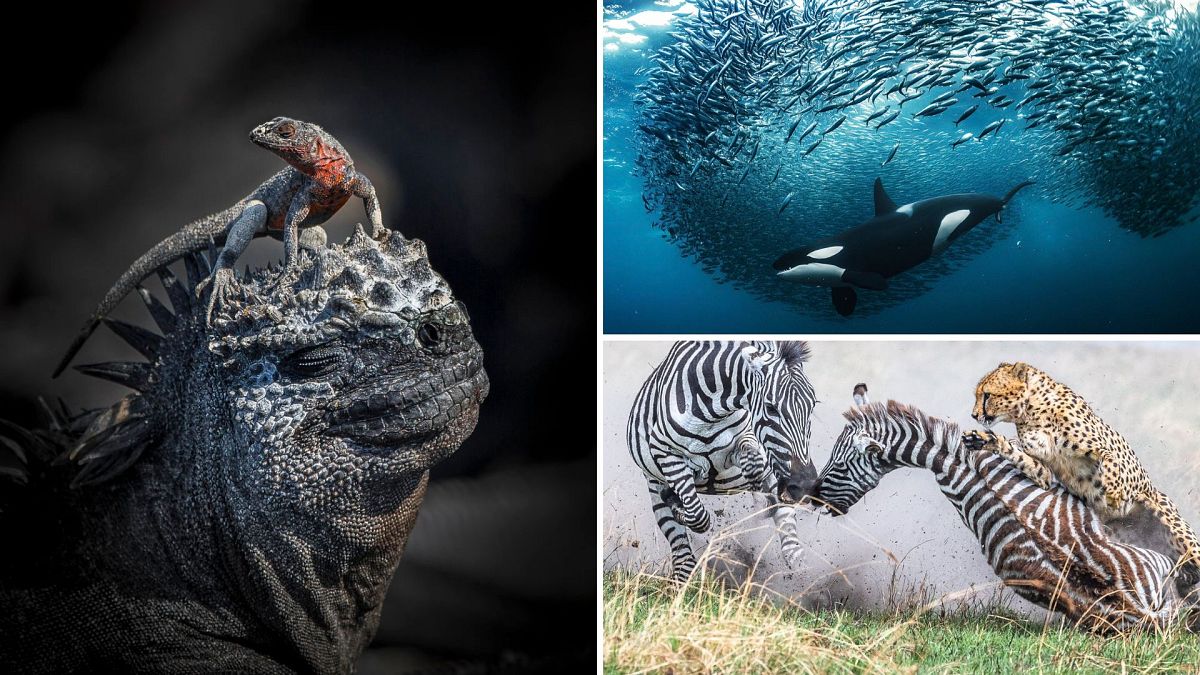 Explore the stunning winning images from the 2024 World Nature Photography Awards