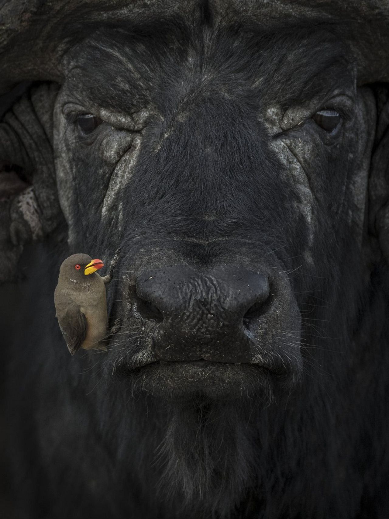 Laskshitha Karunarathhna: Oxpecker and water buffalo