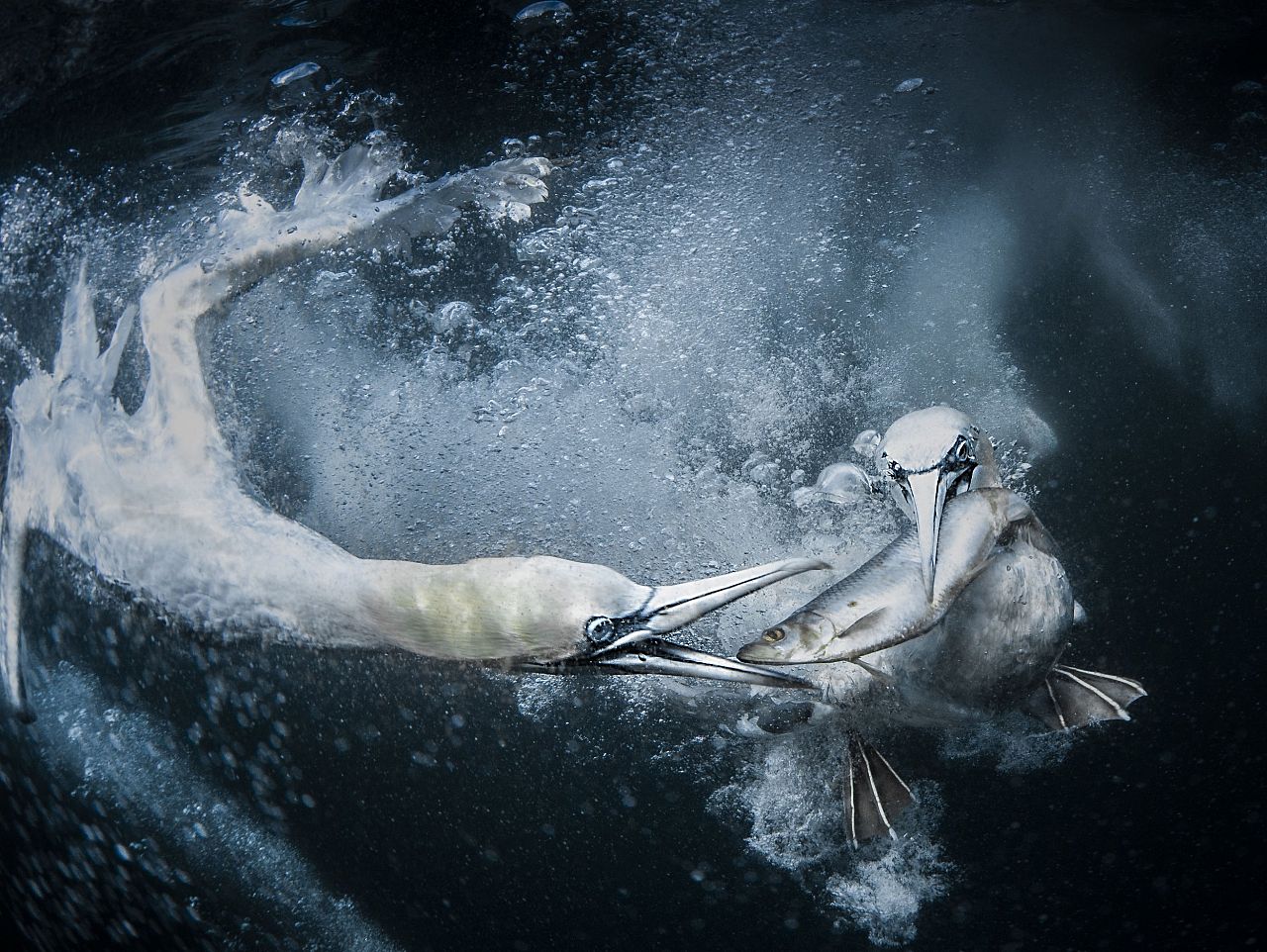 Tracey Lund: 'Underwater gannets'
