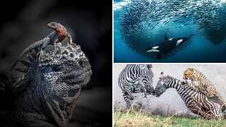 The winners of the World Nature Photography awards 2024