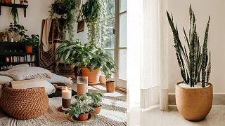 Spring is the best time to get started on your houseplant collection, as the growing season begins and days get longer.