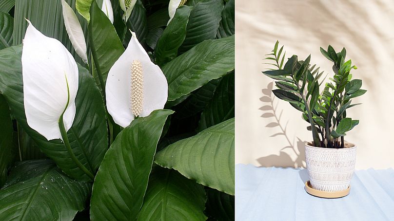 Zamioculcas Zamiifolia AKA ZZ Plant (right) and Spathiphyllum AKA peace lily (left) are good plants for beginners because they thrive in all environments.