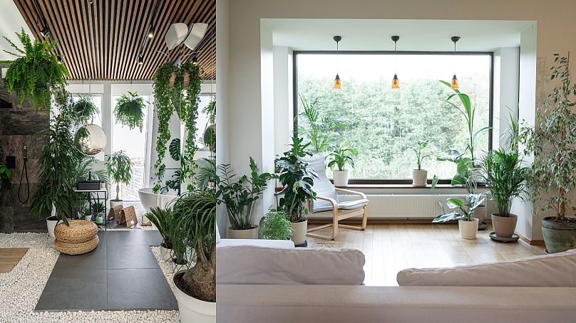 Houseplants can transform any room in your house, from the bathroom to the living room.