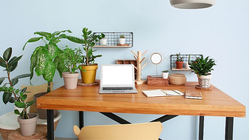 One study found that being around houseplants could make people more productive.
