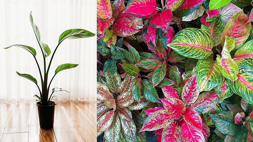 Aspidistra elatior (left) and Aglaonema (right) are both good houseplants for low-light environments.