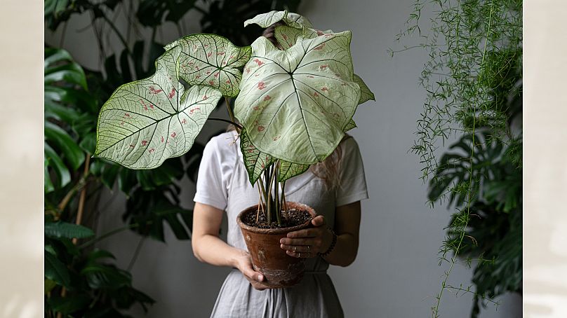 Choosing a plant you love will make you more likely to take good care of it.