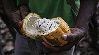 Cameroon: chocolate-makers squeezed by high cocoa prices