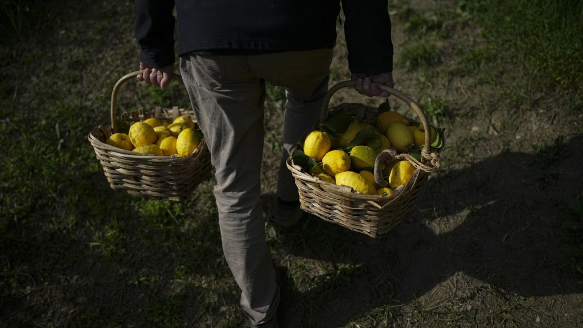 France : Les fameux citrons de Mendon sont en danger, alors qu'ils sont considérés comme les meilleurs au monde