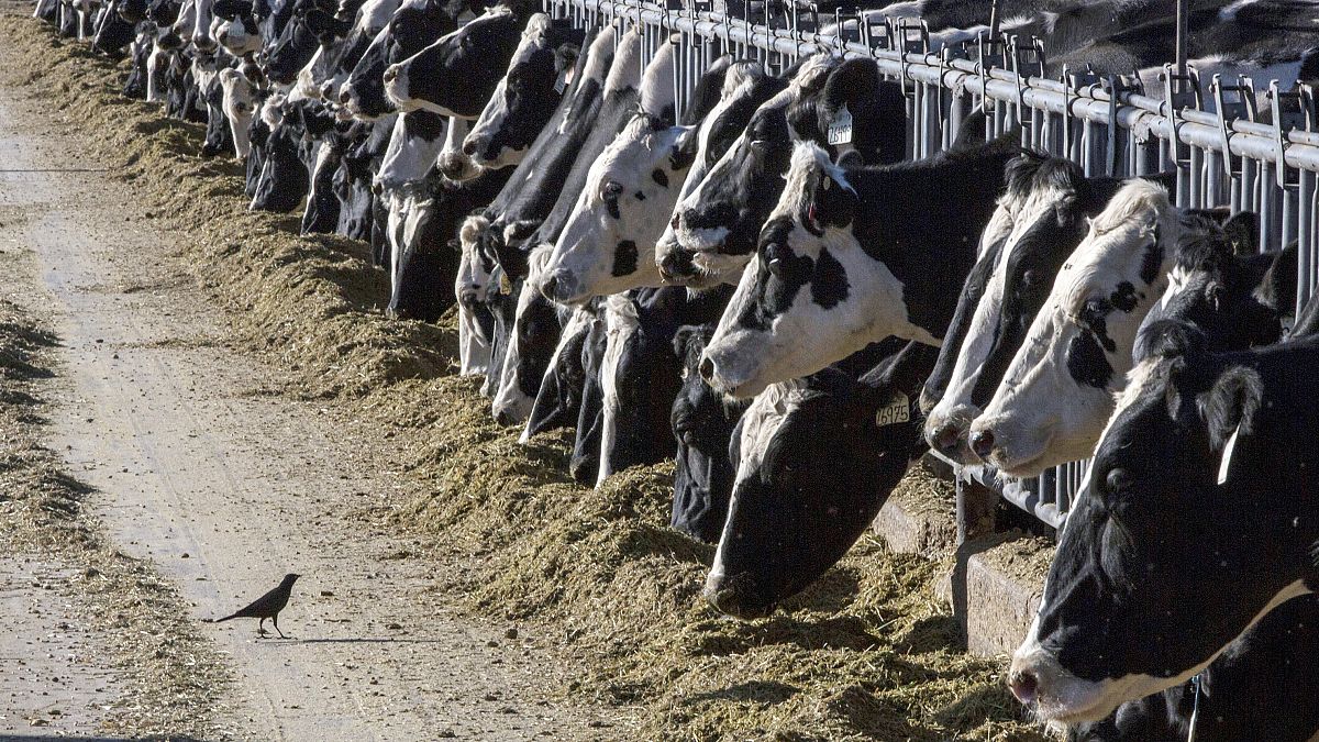 Person tests positive for bird flu in the US after contact with dairy cows thumbnail