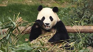 الباندا العملاقة فو باو تأكل الخيزران في متنزه إيفرلاند الترفيهي