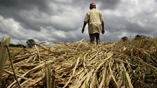 Zimbabwe declares drought disaster
