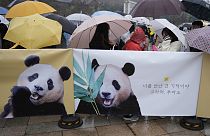 Des personnes passent devant un écran montrant des images du panda géant Fu Bao à l'aéroport international d'Incheon, en Corée du Sud, mardi 2 avril 2024.
