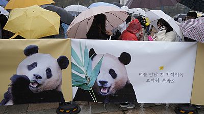 Des personnes passent devant un écran montrant des images du panda géant Fu Bao à l'aéroport international d'Incheon, en Corée du Sud, mardi 2 avril 2024.