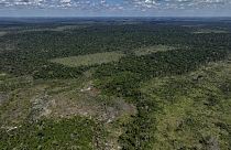 Brezilya'da tropikal ormanlarda açılmış bir tarım arazisi
