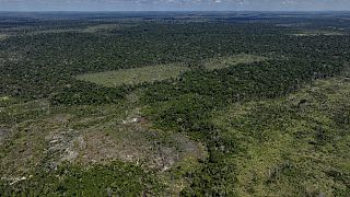 Brezilya'da tropikal ormanlarda açılmış bir tarım arazisi