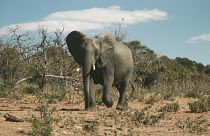 Botswana, das die größte Elefantenpopulation der Welt beherbergt, hat bereits 8.000 Tiere an Angola verschenkt und weitere 500 an Mosambik angeboten.