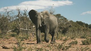 Le Botswana, qui abrite la plus grande population d'éléphants au monde, a déjà fait don de 8 000 de ces animaux à l'Angola et en a offert 500 autres au Mozambique.
